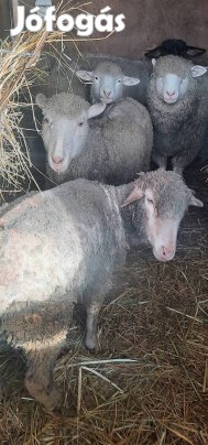 eladó vagy cserélhető 2 db anya bárány 