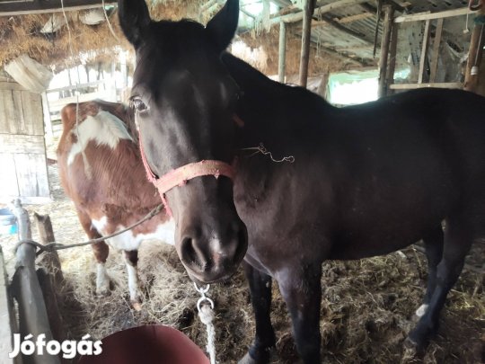 eladó vagy cserélhető 6 éves kanca 