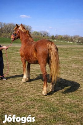 eladó vagy cserélhető. tündi