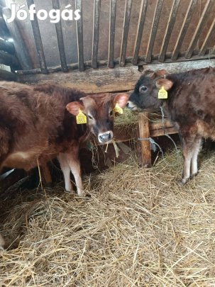 eladó vagy cserélhető bikák 
