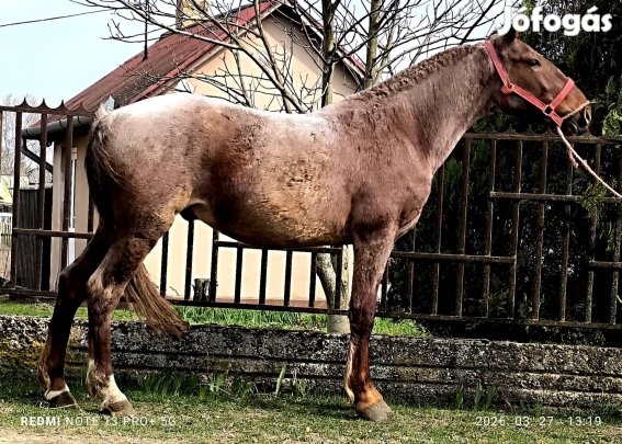 eladó vagy cserélhető csődör csikó 