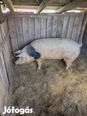 eladó vagy cserélhető elöhasú 