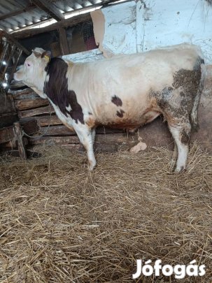 eladó vagy cserélhető húshasznú bika 