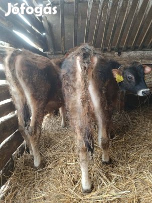 eladó vagy cserélhető húshasznú bikák 