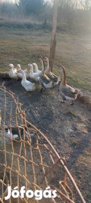eladó vagy cserélhető libák kacsa 