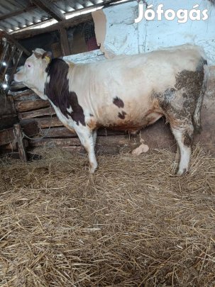 eladó vagy cserélhető magyar bika 