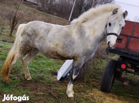 eladó vagy cserélhető póni 