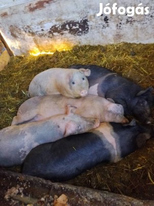 eladó vagy cserélhető süldök