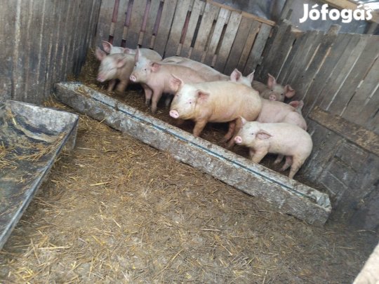 eladó vagy cserélhető süldők 