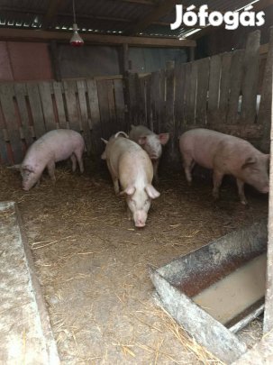 eladó vagy cserélhető süldők 