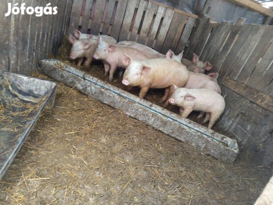 eladó vagy cserélhető süldők 