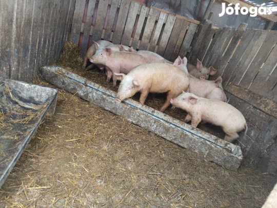 eladó vagy cserélhető süldők 