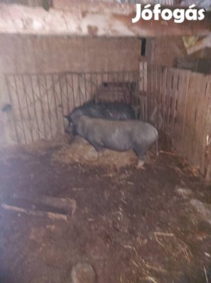 eladó vagy cserélhető vietnámik