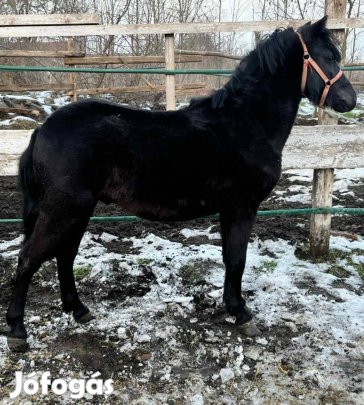 eladó vagy cserelhetők 3 db