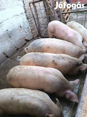 eladó vagy cserélhetök ms haszon llatra.  süldök ! 