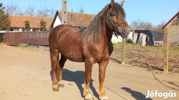 eladó vagy fedeztetést válal!