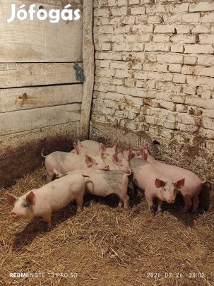 eladó választási malacok