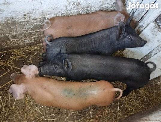 eladó választási malacok