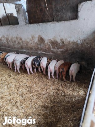 eladó választási malacok!