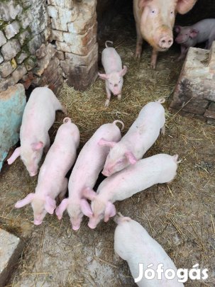 eladó választási malacok 