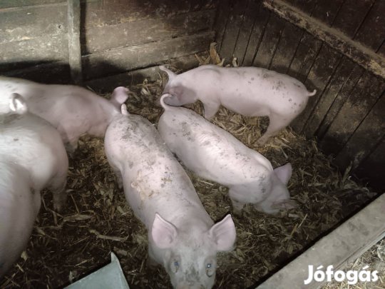eladó választási malacok 