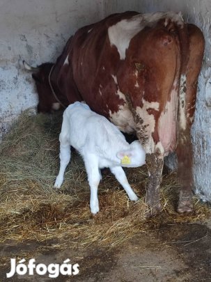 eladó vemhes tehén 