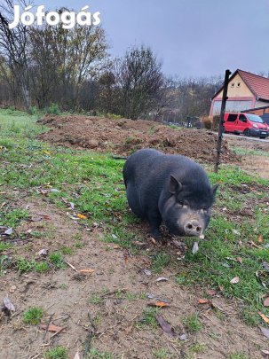 eladó vetnámi göbe