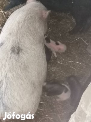 eladó vietnámi kis malacok 