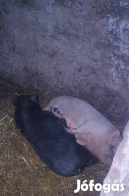 eladó vietnámi malacok