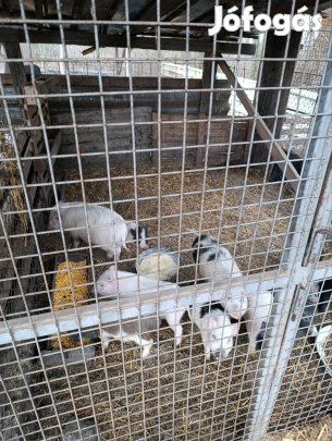 eladó vietnami malacok 
