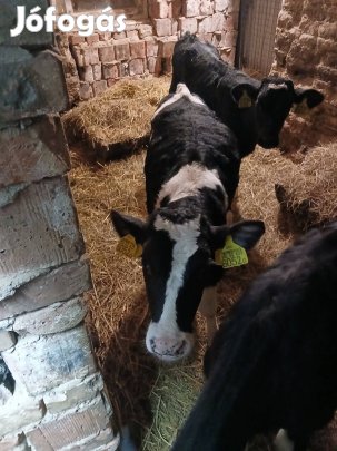 eladohf haromhonaposs bikaborju