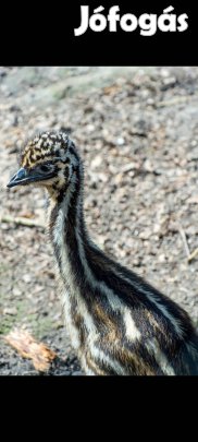 emu csibék eladók cserélhetőek