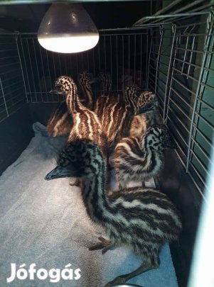 emu csibék eladók cserélhetőek 