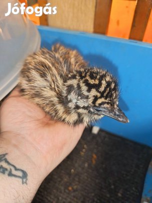 emu csibek költözni szeretnenek 