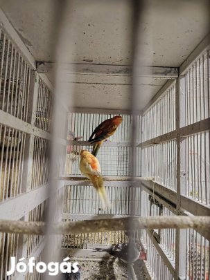 énekes papagáj pár 