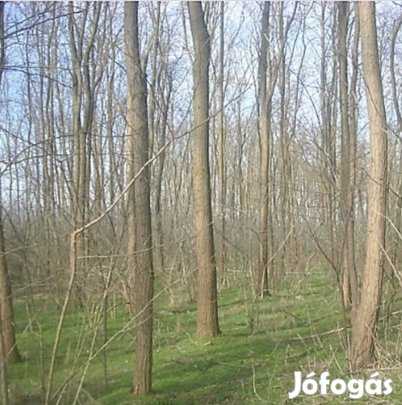 erdő, 0,5 ha, osztatlan közös eladó Görgeteg, Lábod