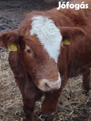 érett marhatrágya eladó 