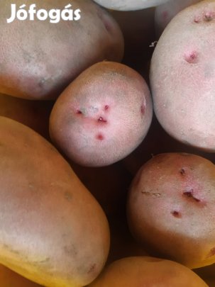 étkezési burgonya eladó Balatoni rózsa 