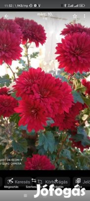 évelő kerti virág tövek palánták 99 Ft/ tő / palánta 