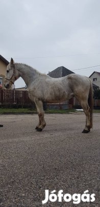 extra kocsis hátas herélt