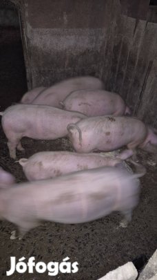 f1-es süldők eladó