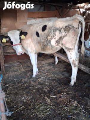 f1 x hf hasas űsző eladó