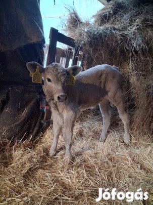 f1 x sarolin űsző borjú eladó 