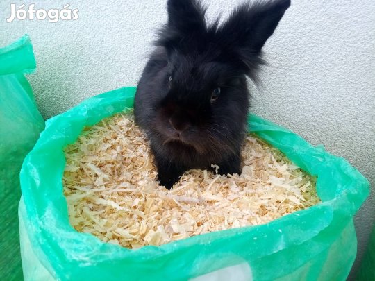 fa forgács kisállat alom