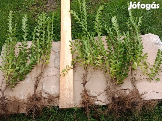 fagyal csemeték eladók.