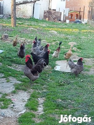 fajta tiszta astrolop tojás eladó 