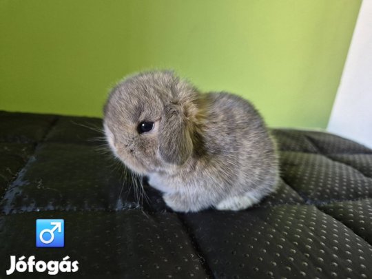 fajtatiszta mini kosorrú törpenyúl nyúl nyuszi törpe törpenyuszi