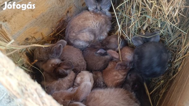 fajtatiszta székely nyulak