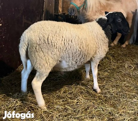 fajtiszta dropen kos elado