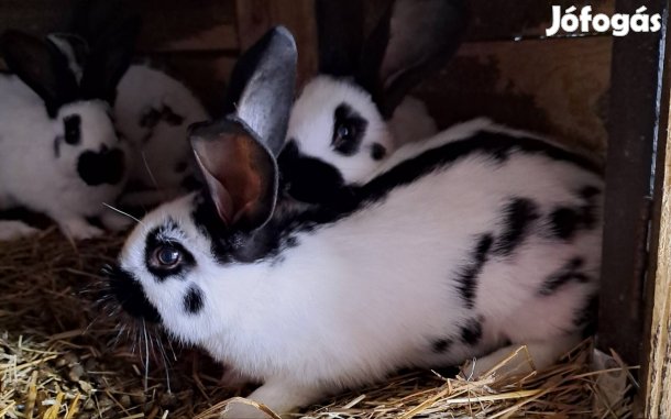 fajtiszta német óriás lepketarka bakok eladók.